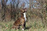 AMSTAFF ADULT 123